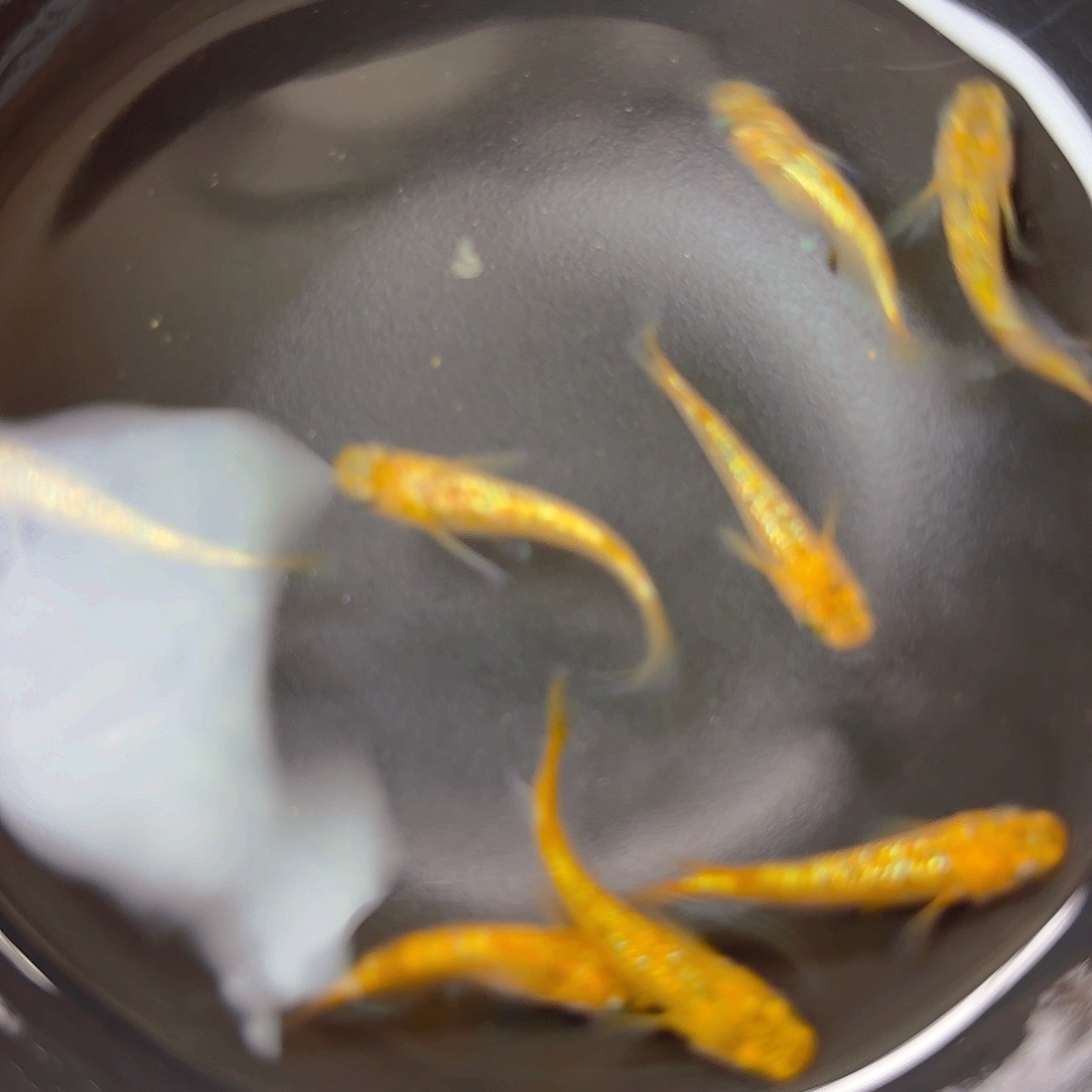 青鳉阳光，54号链接