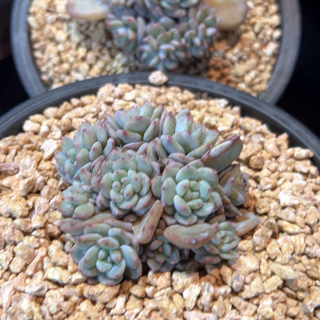 ?*?新年快乐 新年快乐