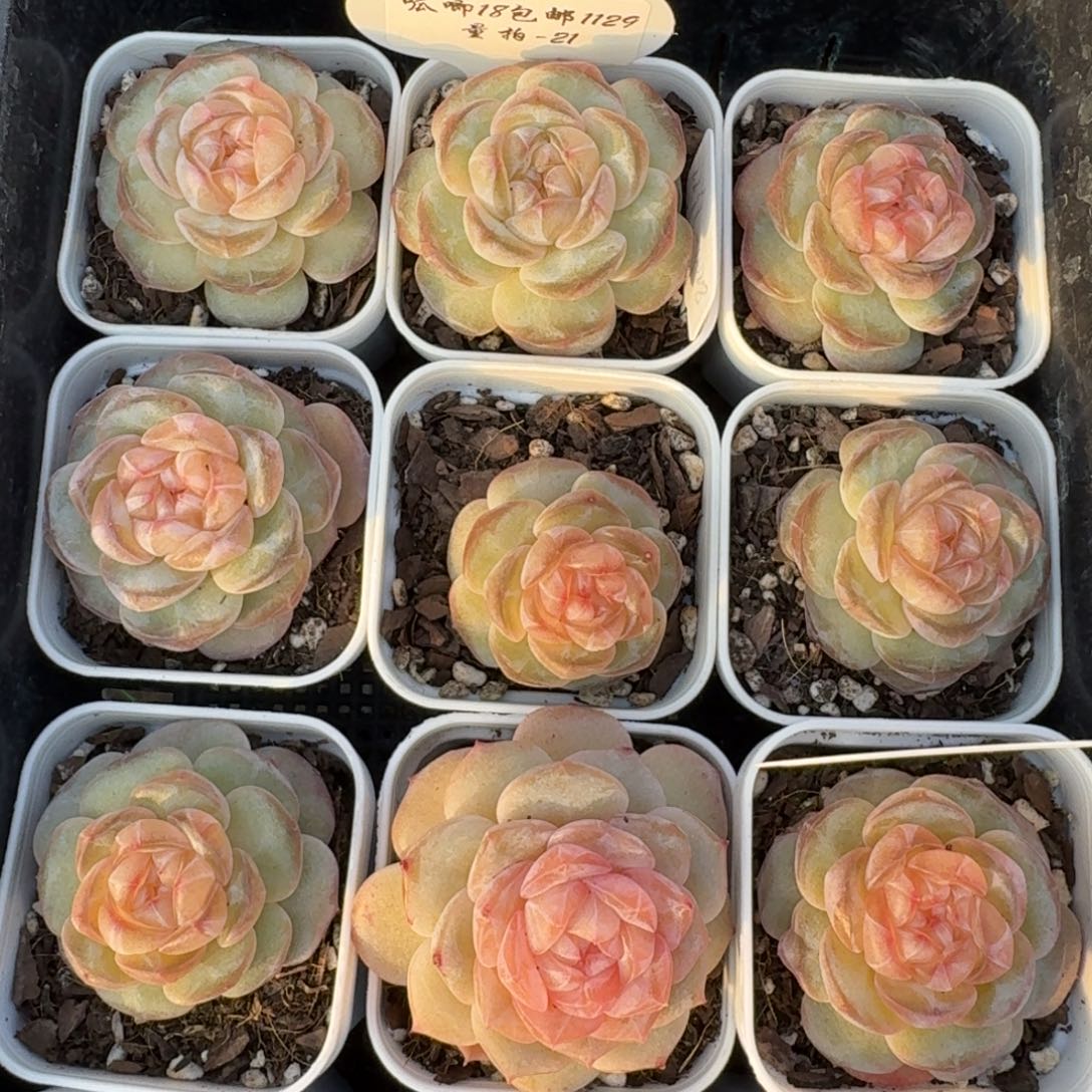 1129-021-牡丹一颗量拍