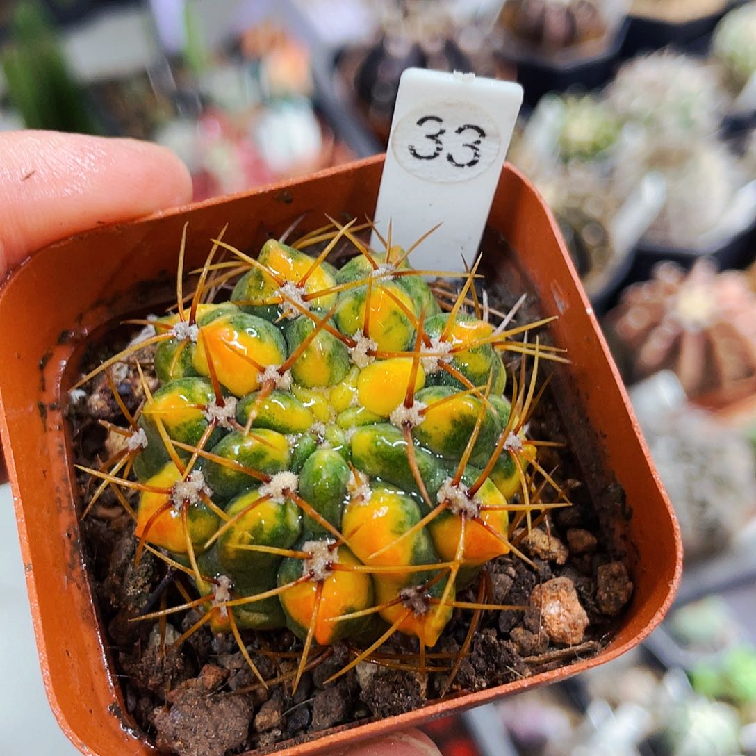 非偏远地区满25包邮仙人球