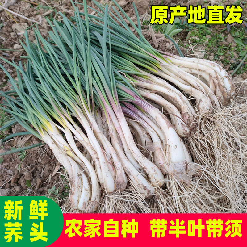 湖南江西新鲜茭头教头荞头现挖藠头尾巴葱小葱头农家自种去叶去须