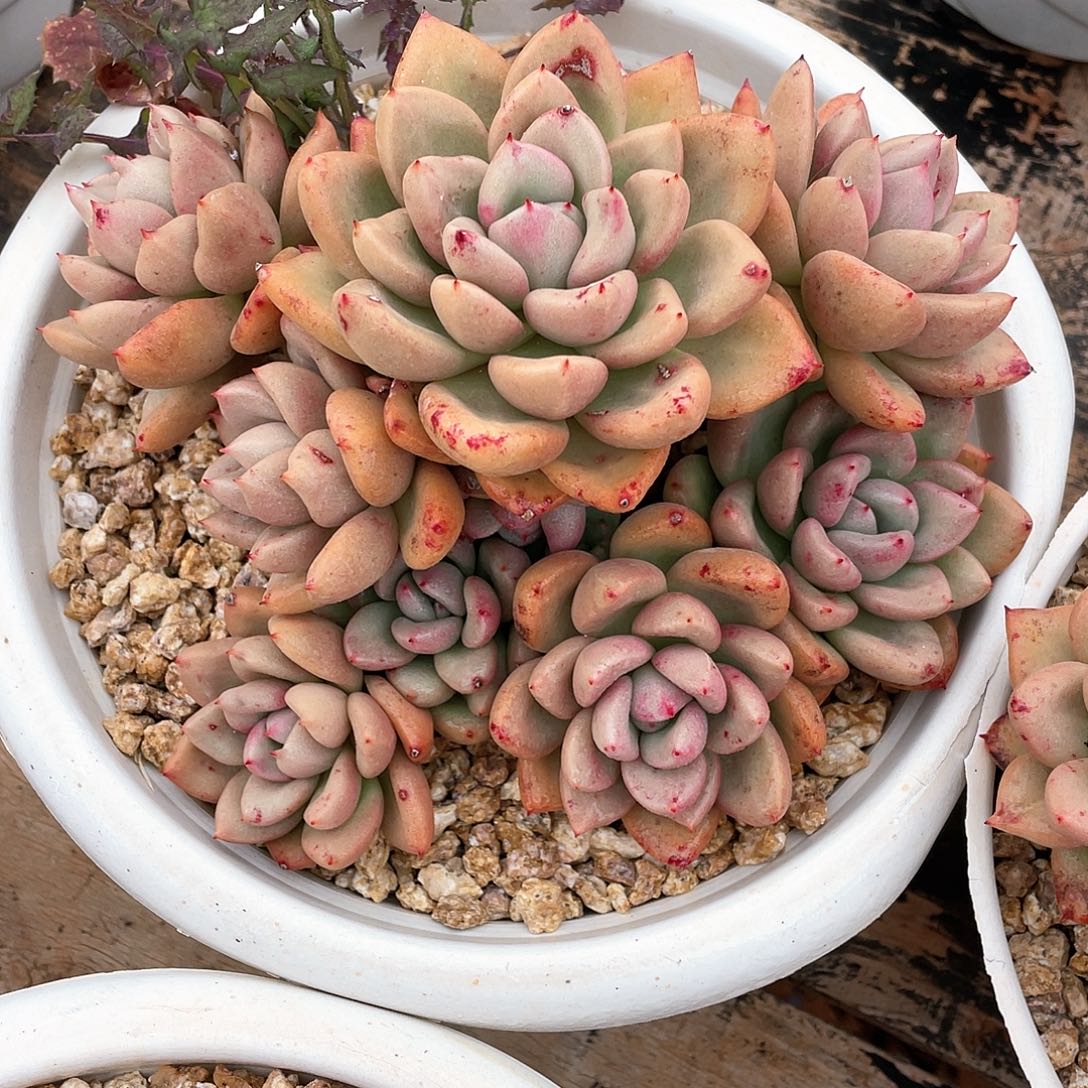 凤*多肉植物一物一拍