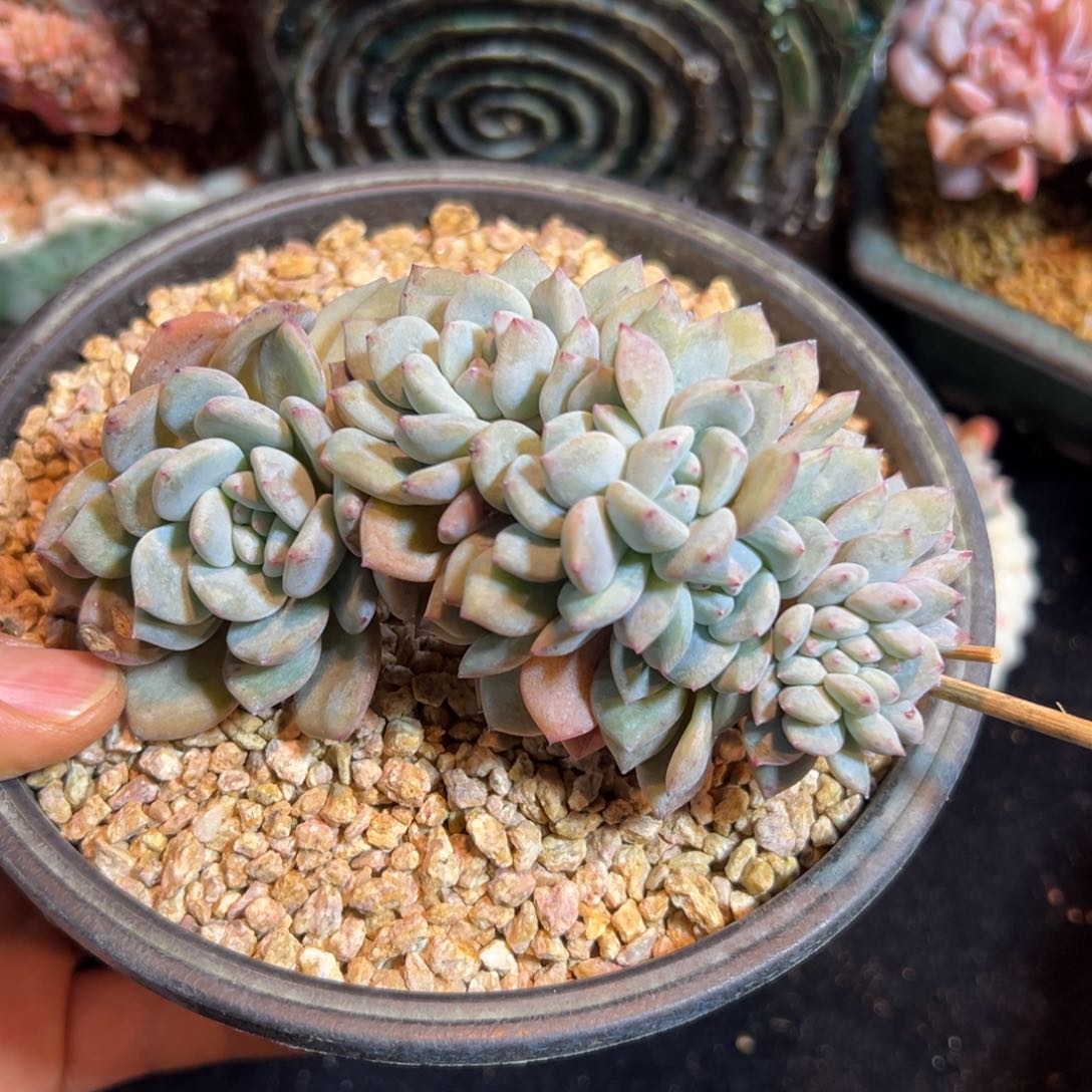 新年快乐 新年快乐