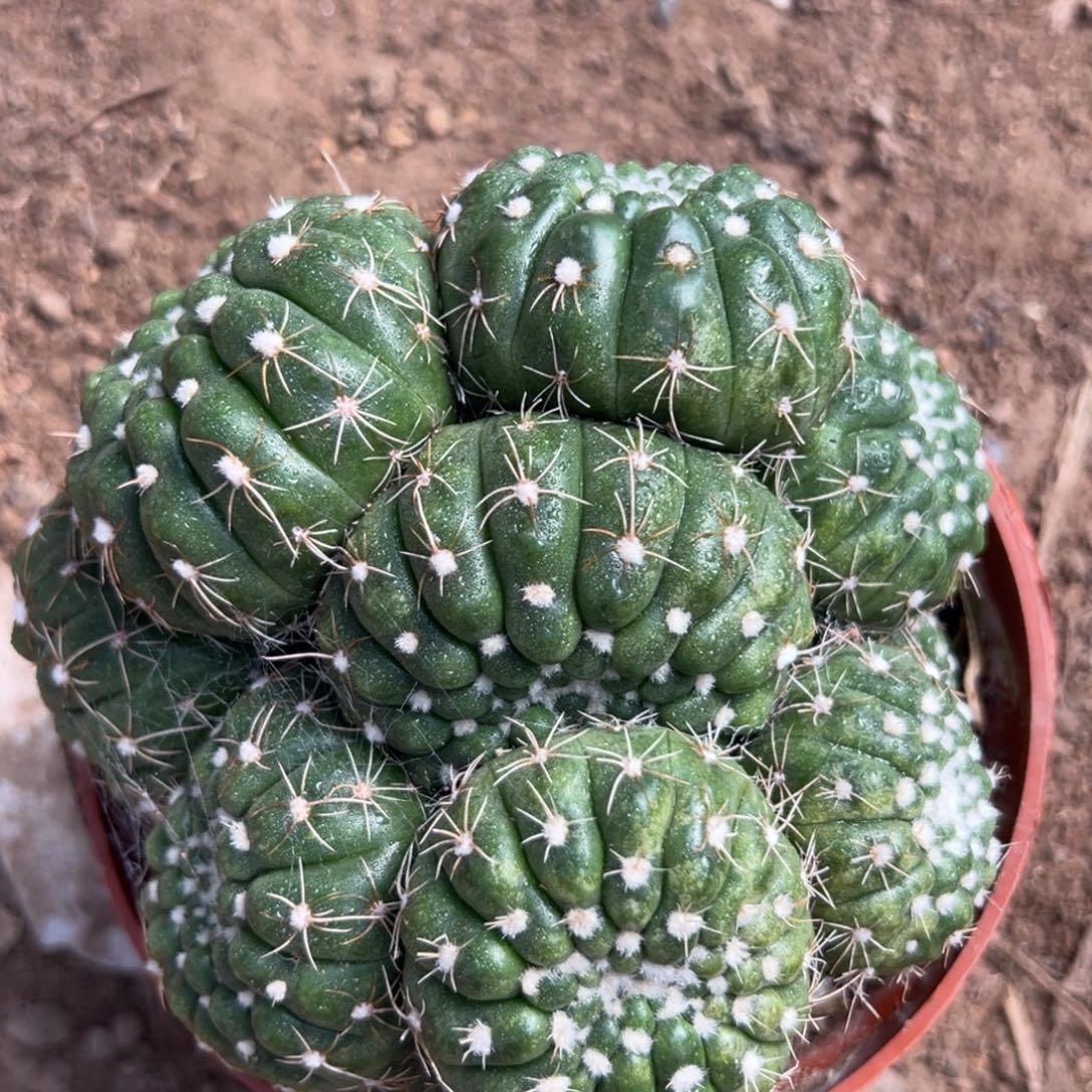 旧***西零零落落 零零落落