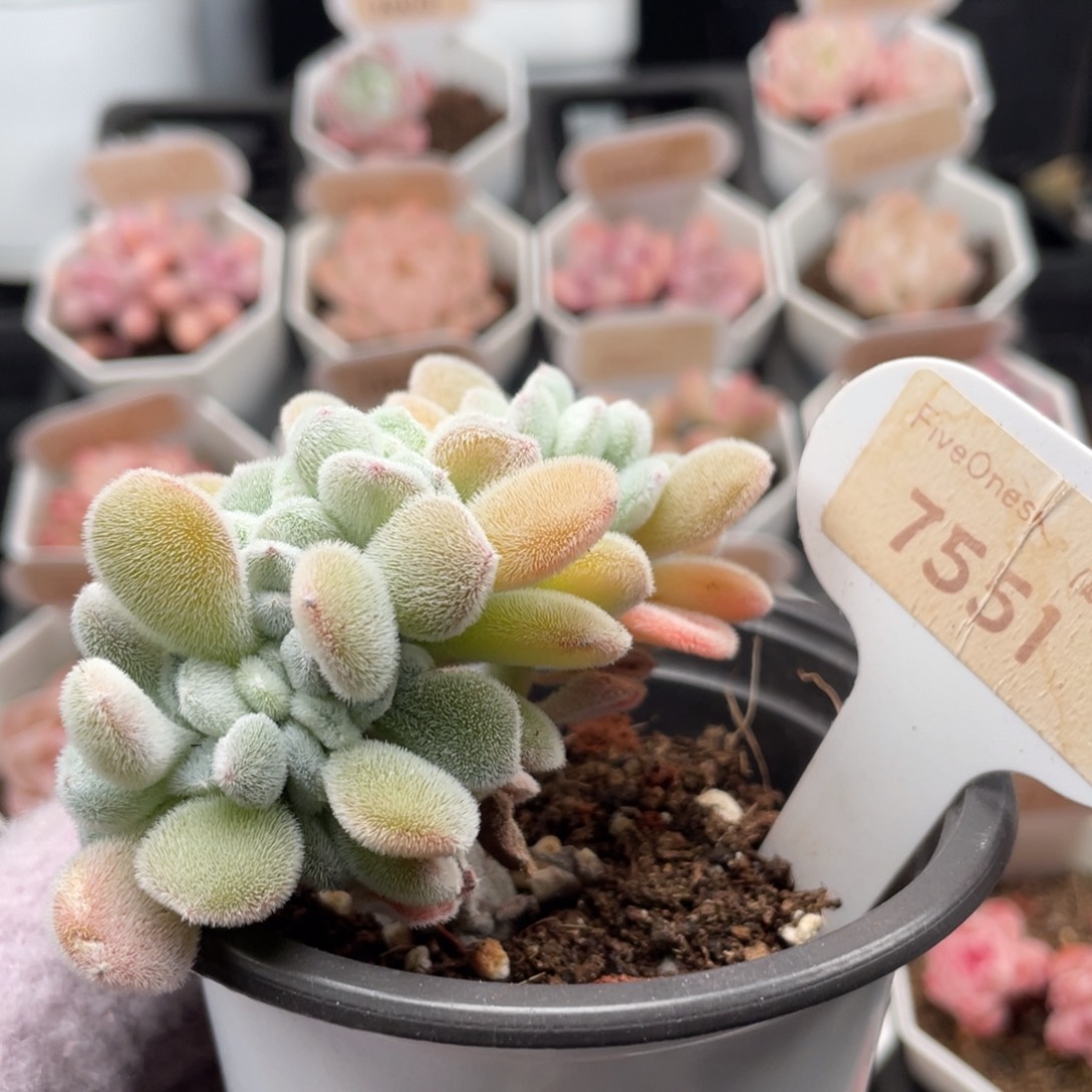 雪晃星7551-8.0厘米