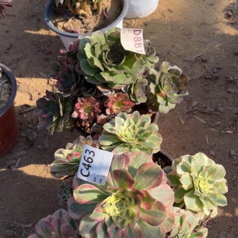 多肉植物海七彩玉姿
