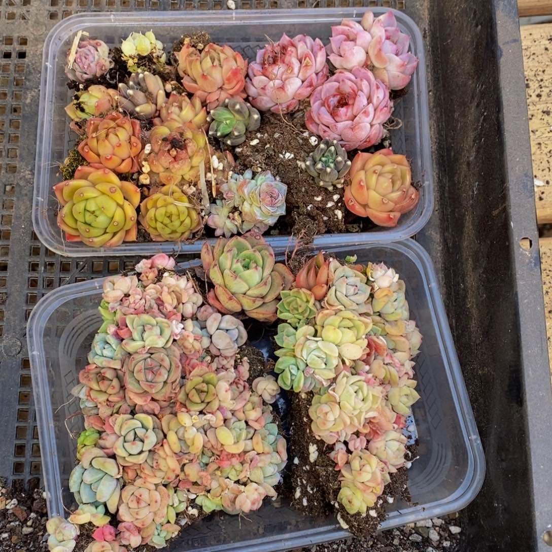 728多肉植物去年种植