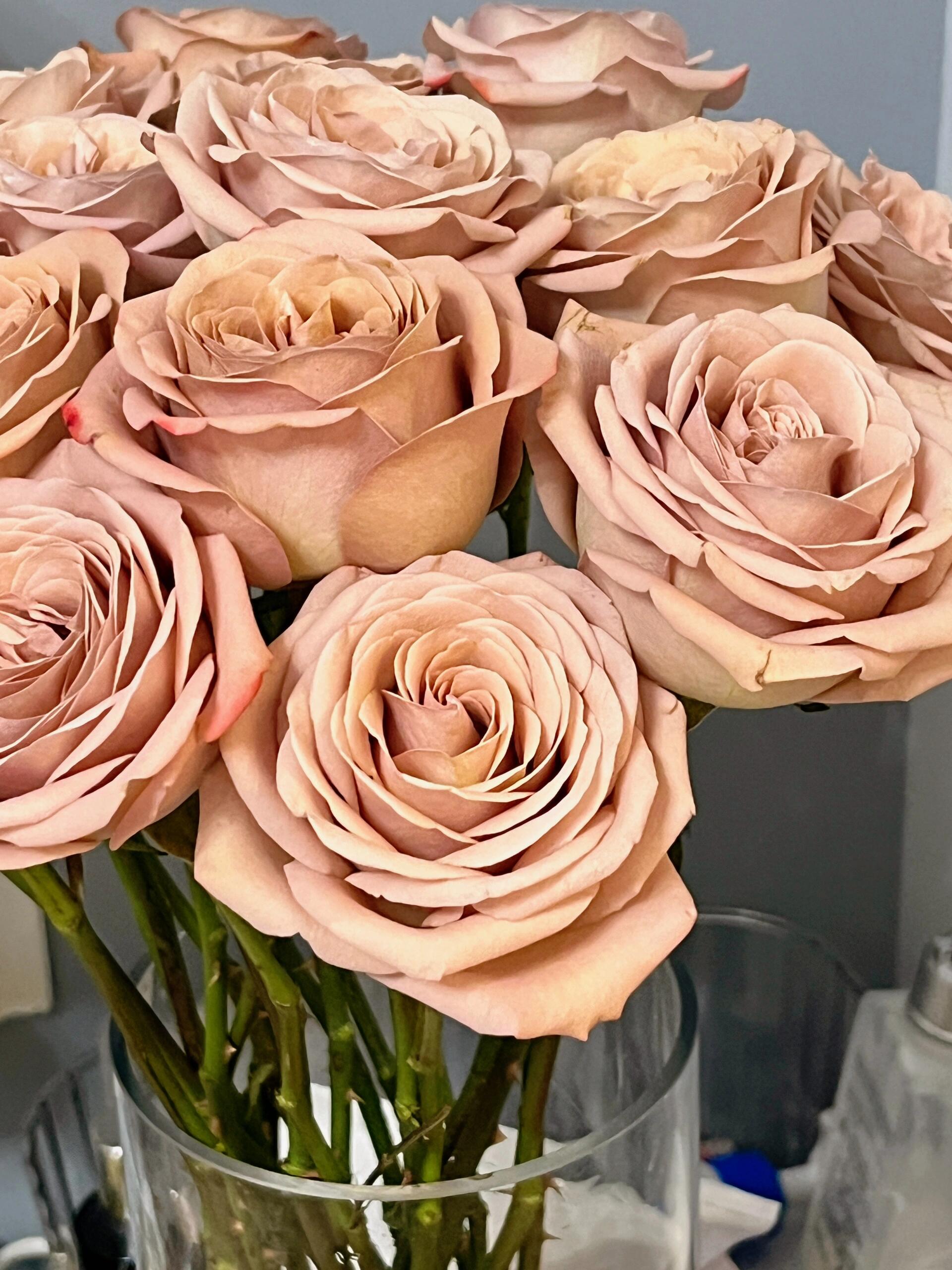 【藩篱匠人/梦幻城 卡布奇诺】单头玫瑰 办公家用水养鲜切花云南