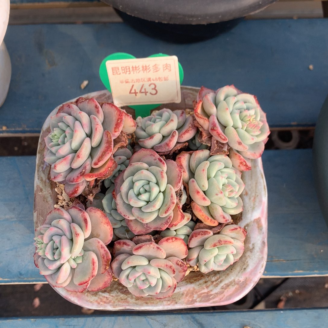 千山雪老桩无砍443