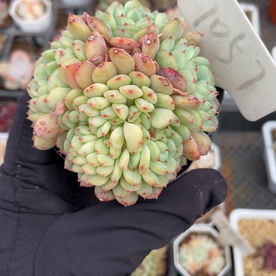 1057白胖子缀多肉植物