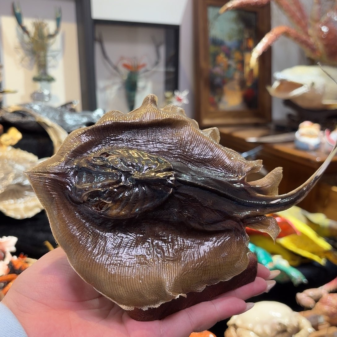 真实魔鬼鱼标本哦