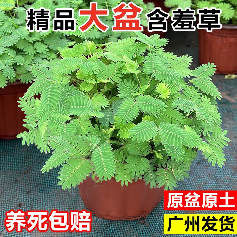 含羞草盆栽成品办公室内桌面趣味小绿植幼儿园害羞草植物学校花卉