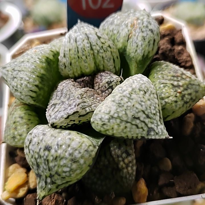 102号 奄美白银 6厘米左右一物一拍带盆