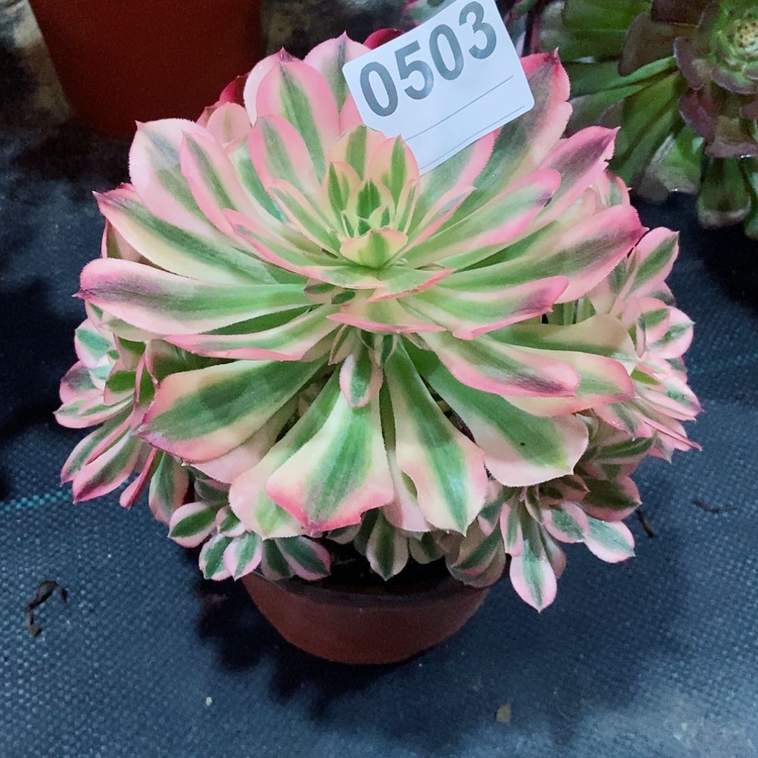 红陶善***言0503女巫小颗4多肉