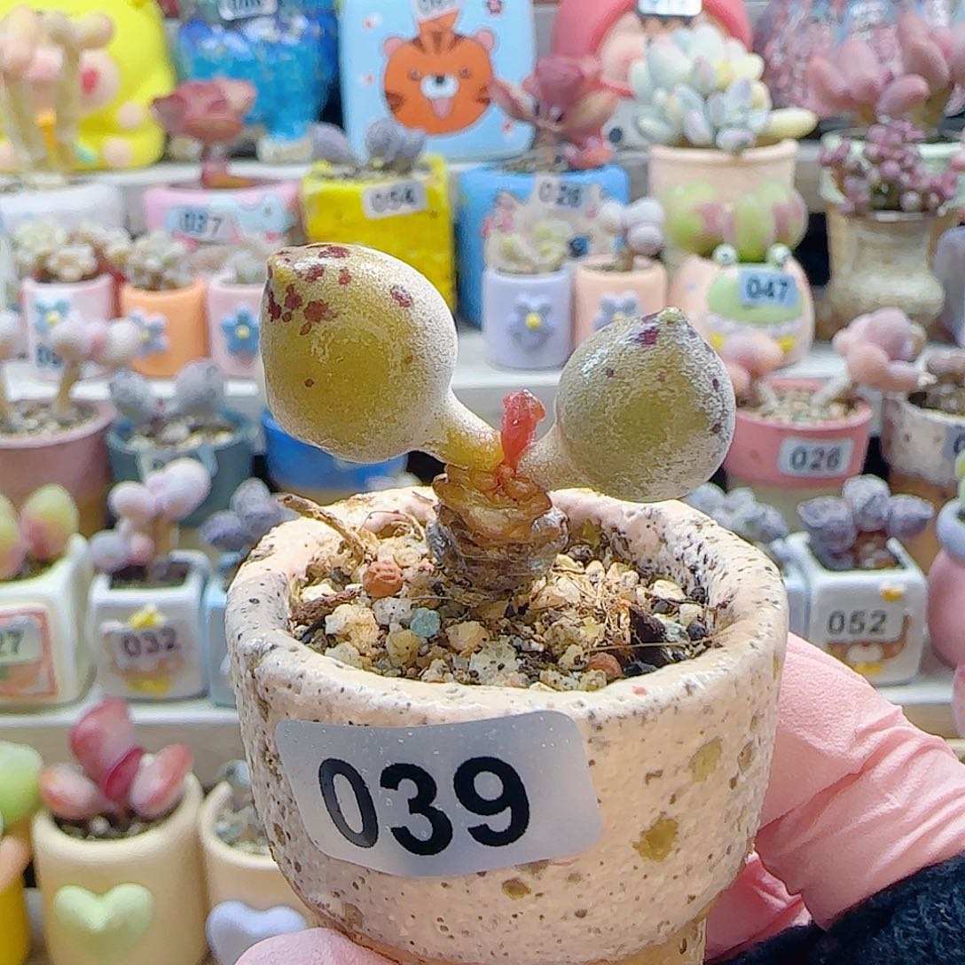L圆滚滚黄金豹 盆口3cm