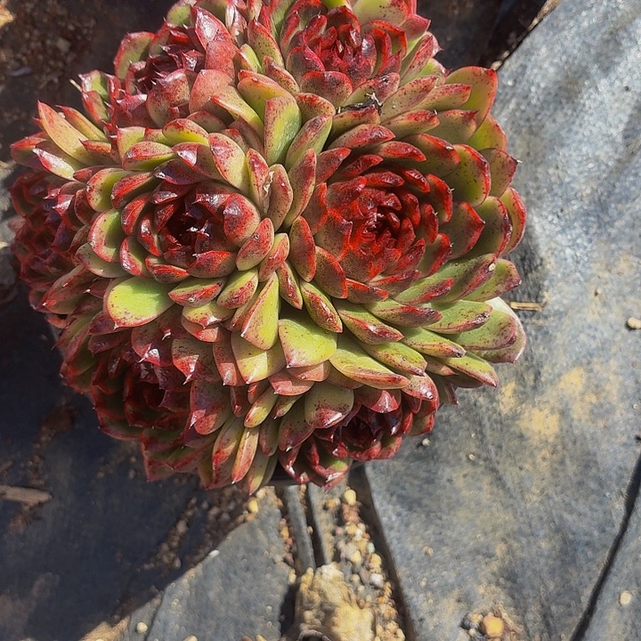 木***贝丽娟花卉水晶红体多头