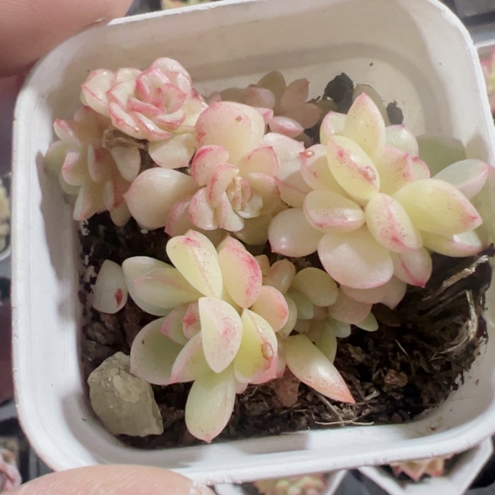 珍珠麦秆精品多肉植物