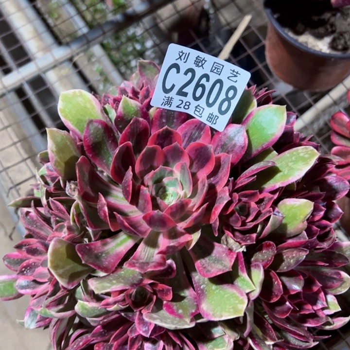 2608浣纱多肉植物法师