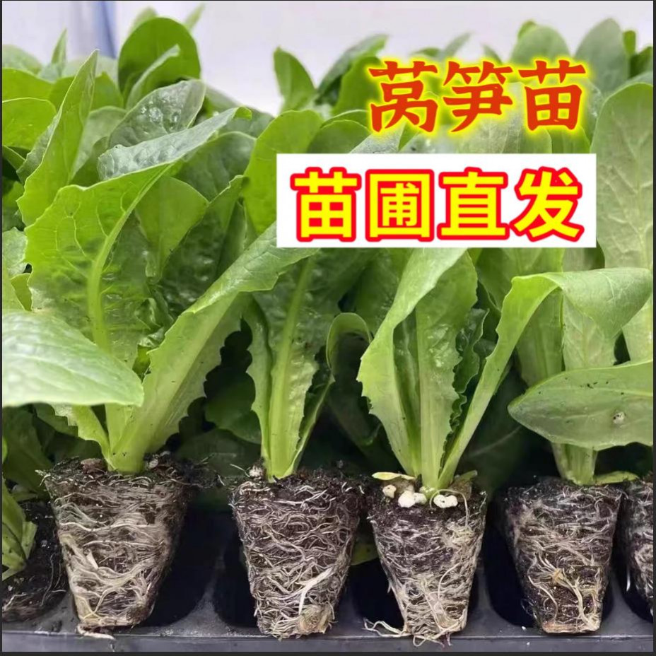 青皮莴笋苗穴盘苗苣秧苗莴笋秋冬种植耐寒耐热高产抗病阳台盆栽