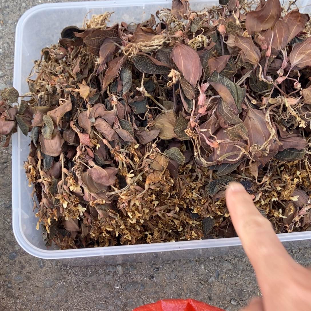 小叶开花200山货小叶开花