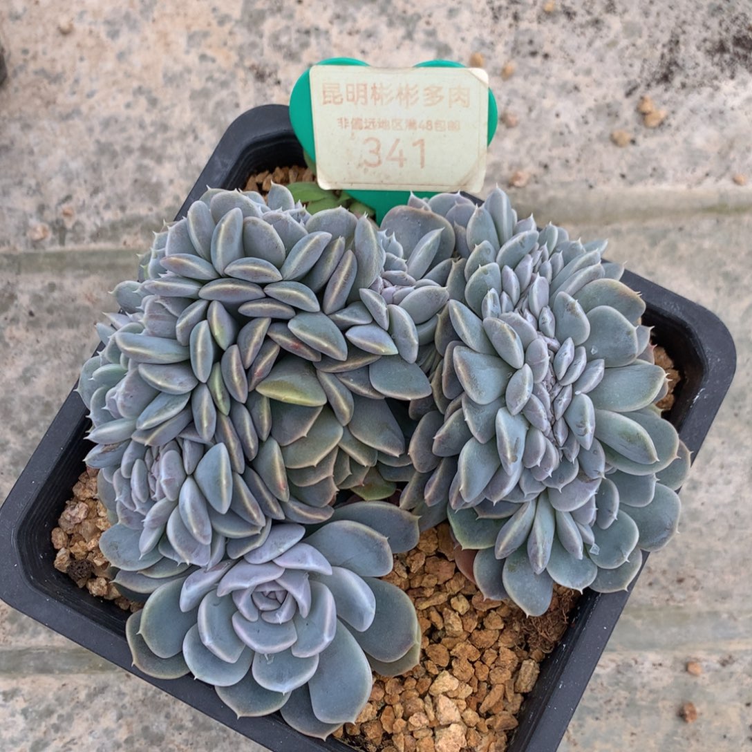 汉堡缀化一物一拍341