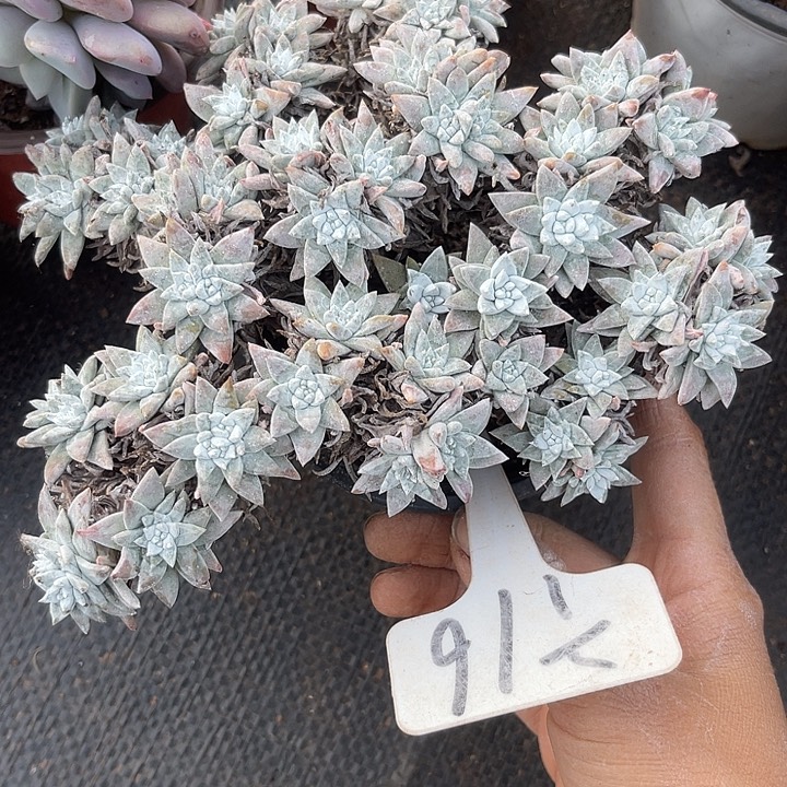 两单包邮，一物一拍16白菊