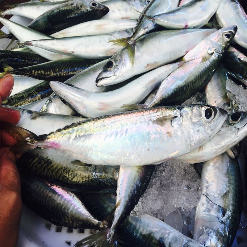 清蒸鱼杂鱼灯光海捕花仙鱼新鲜海鲜水产青瓷鱼顺丰包邮惠来本港