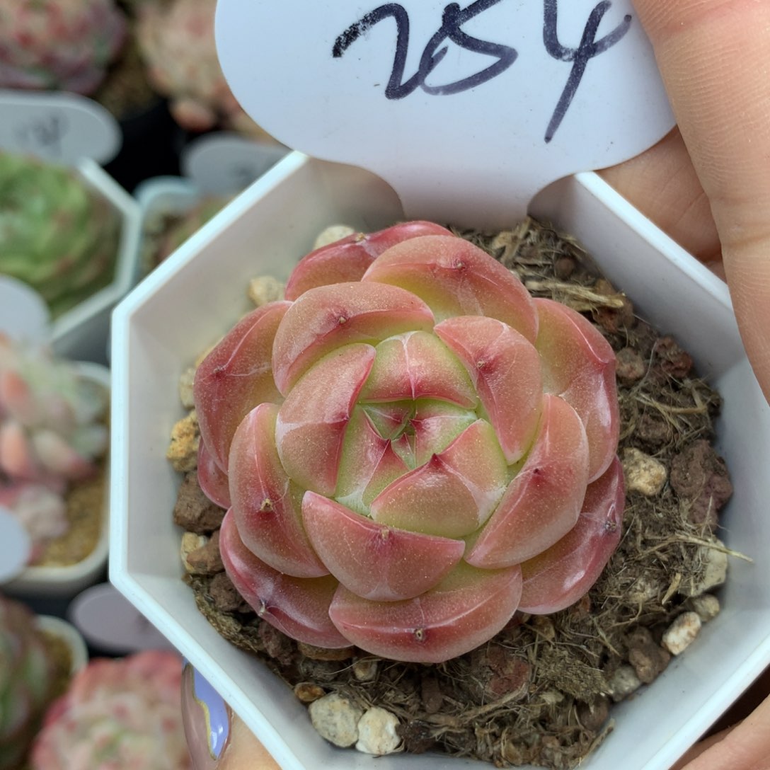 红油透珍妮单头254