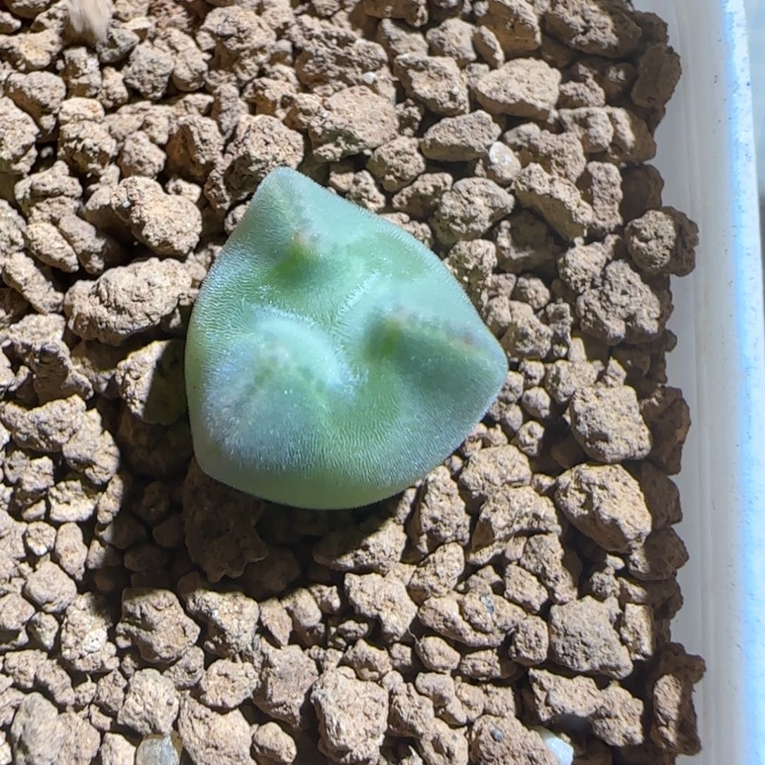 用***我肉锥多肉植物组合-奔