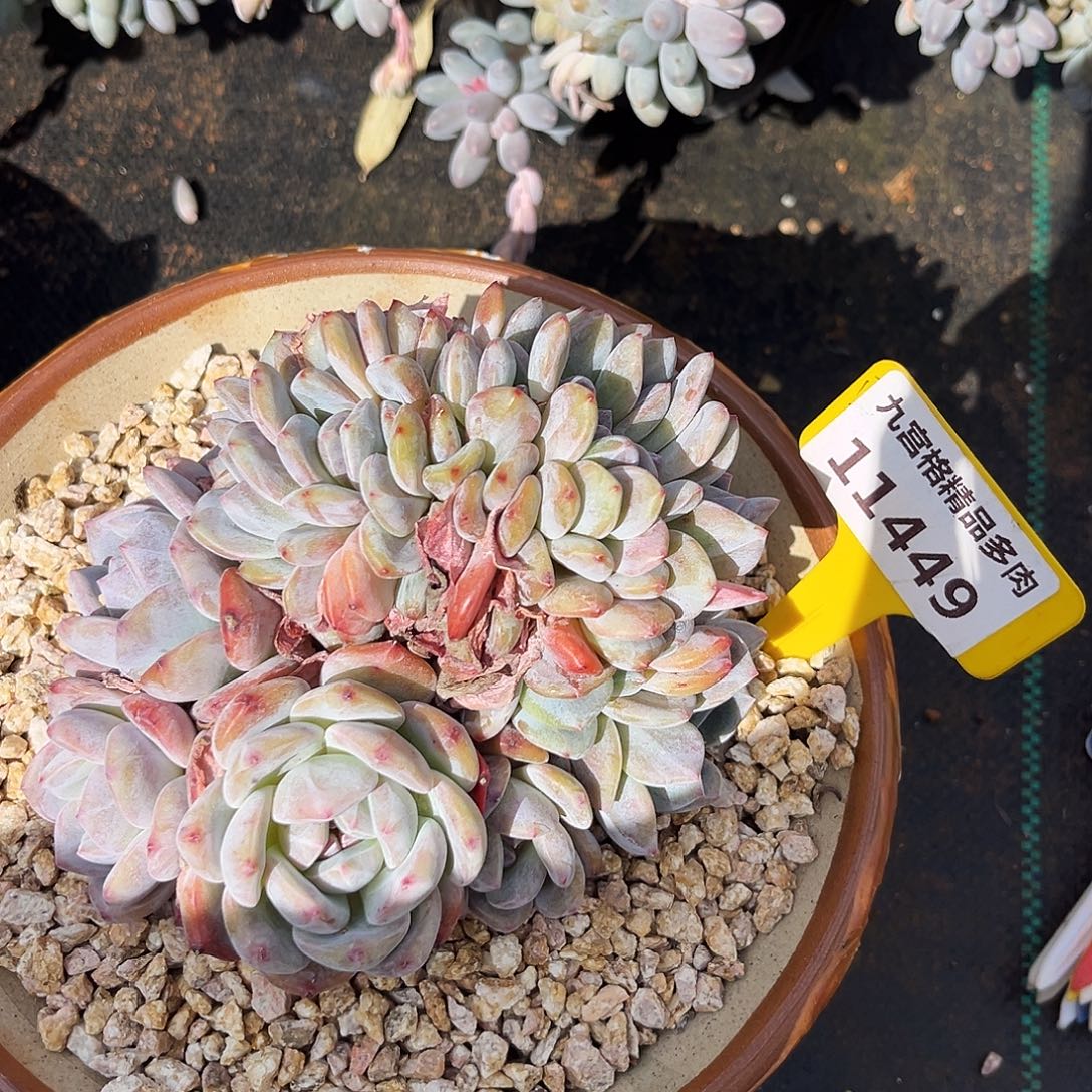 一物一拍11149梦露缀