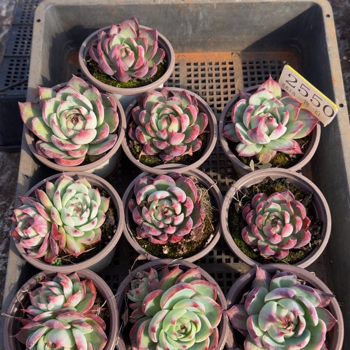 2550多肉植物一物一拍