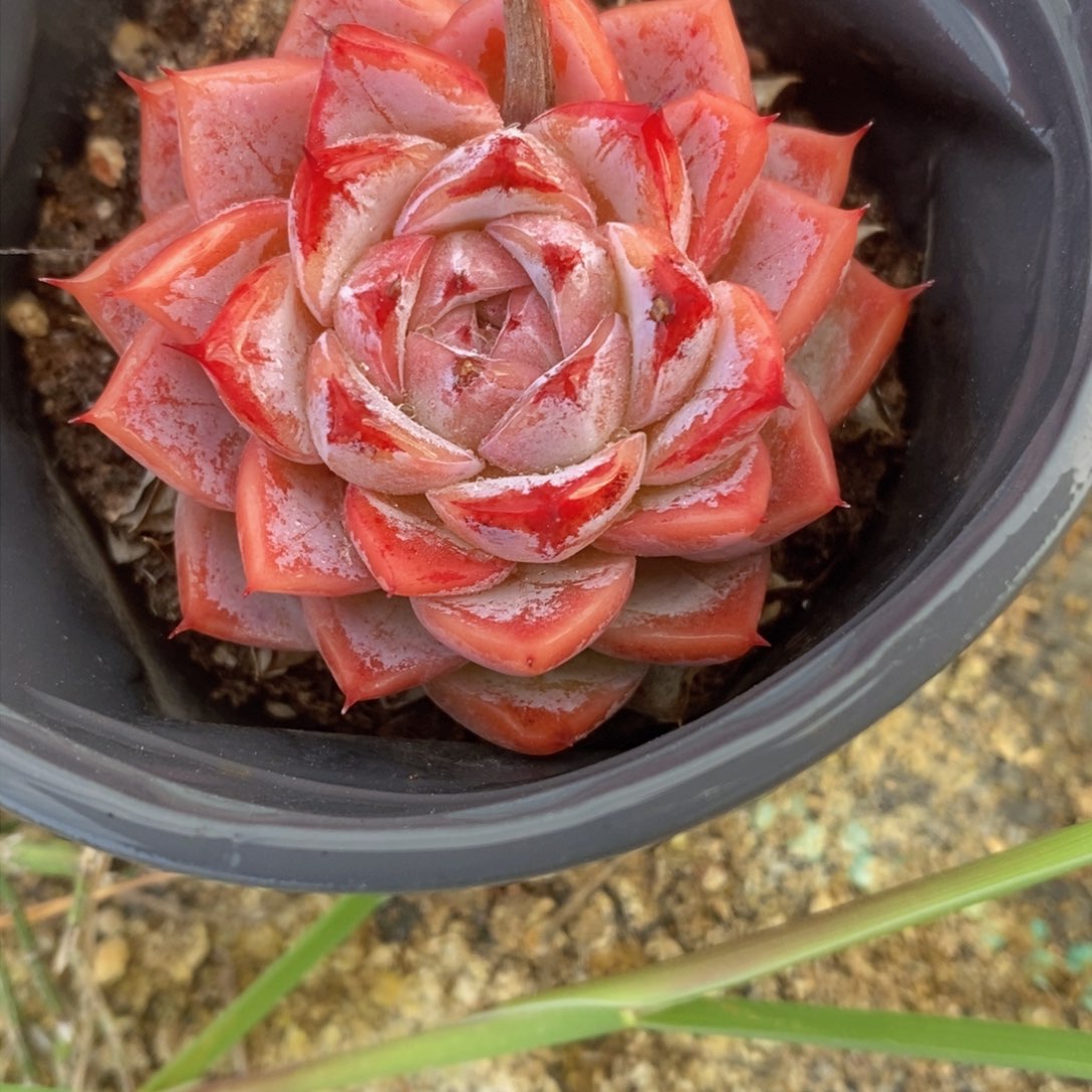 可问主播品种，下滑链接更多品种选择多肉