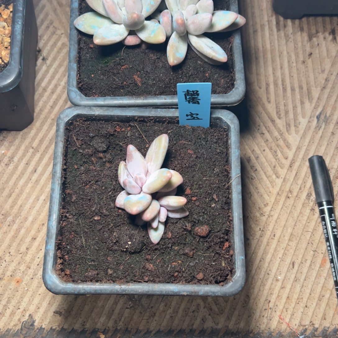 李老大多肉植物企鹅