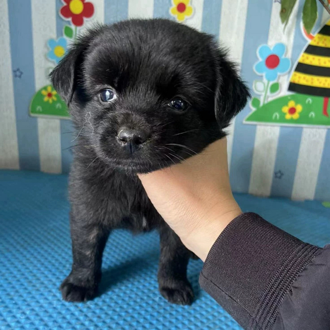 中华田园犬狗狗看家护院短毛黄黑四眼猎犬幼崽