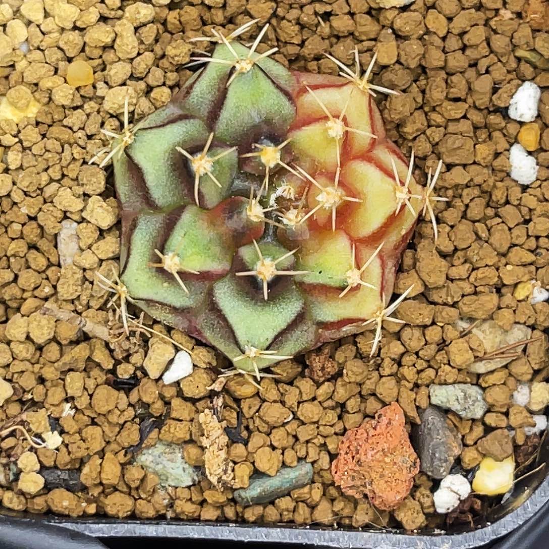 乌贼基因 一物一拍 