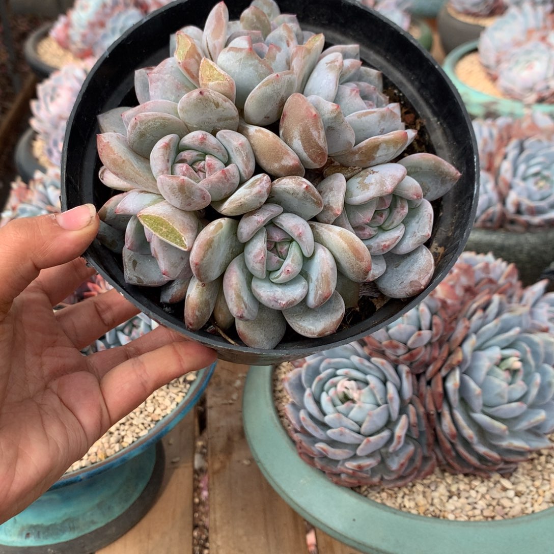 哈哈哈哈哈哈哈21