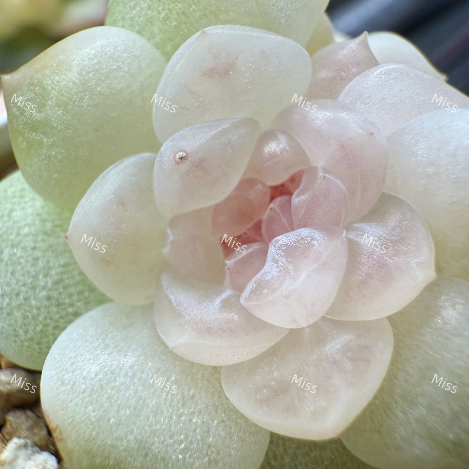 周日链接多肉植物