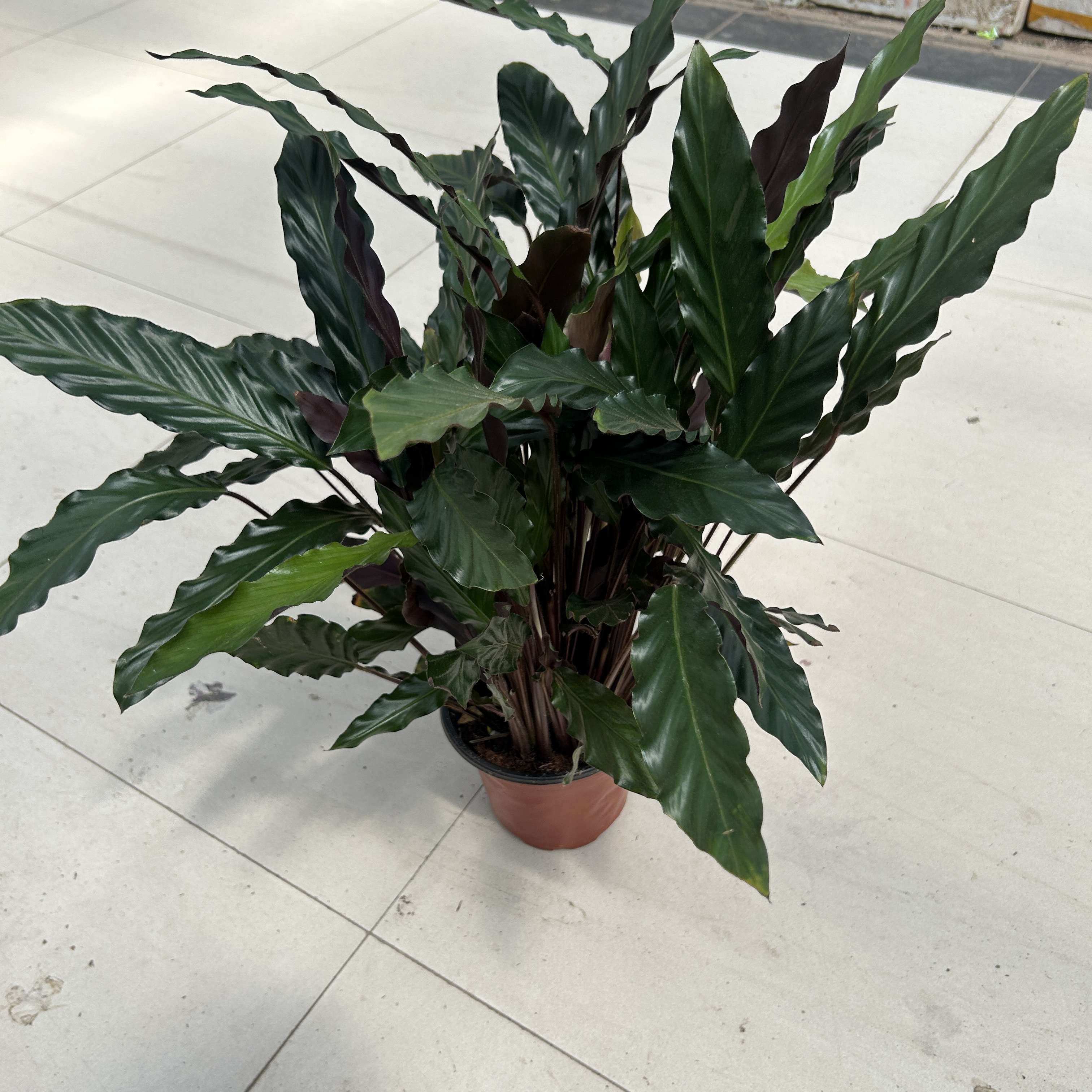 紫背茱萸 室内盆栽植物