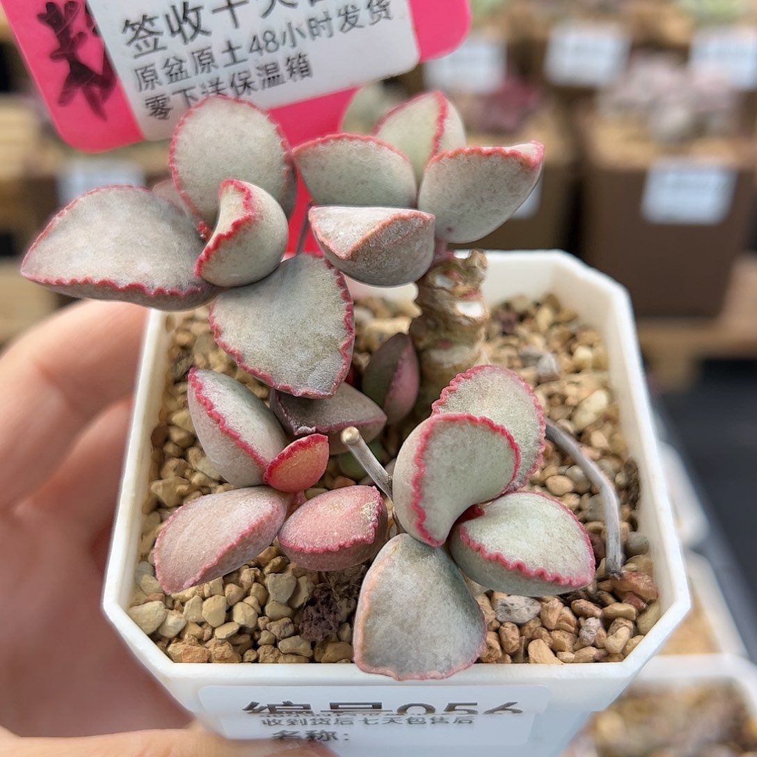 056金牛座多肉植物