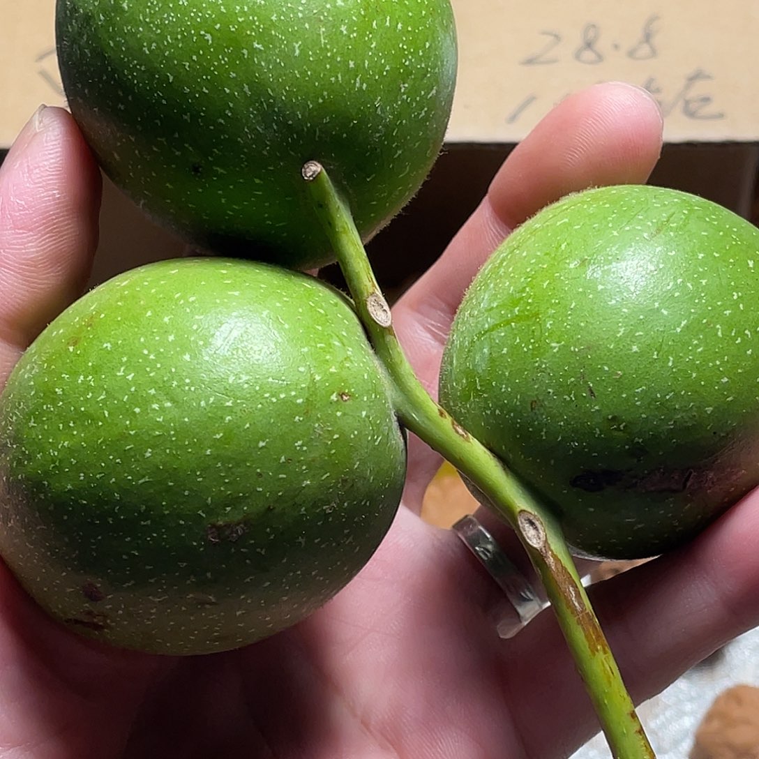 文玩核桃把件盘山青皮不退不换