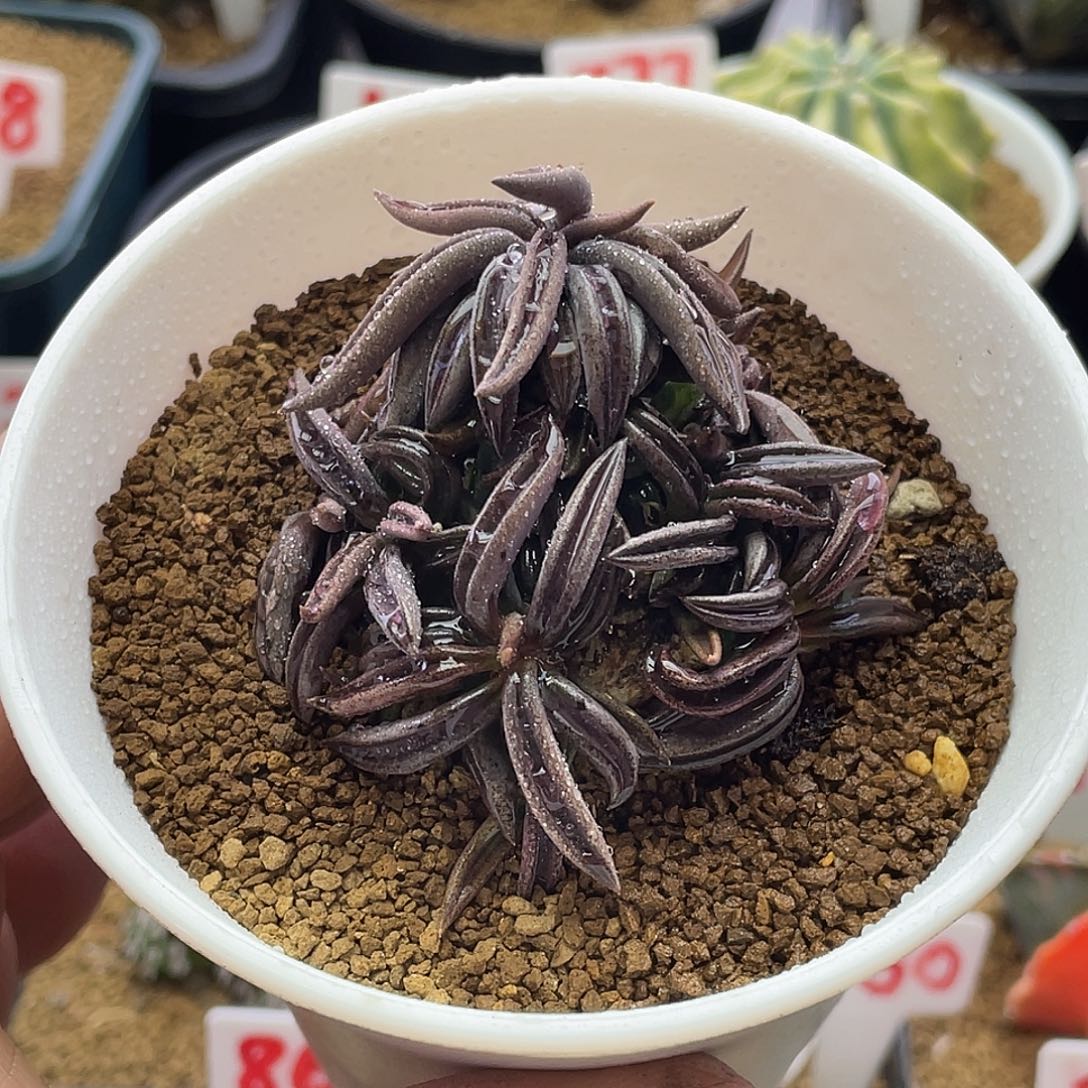 实生原始超短叶雀舌麒麟大戟