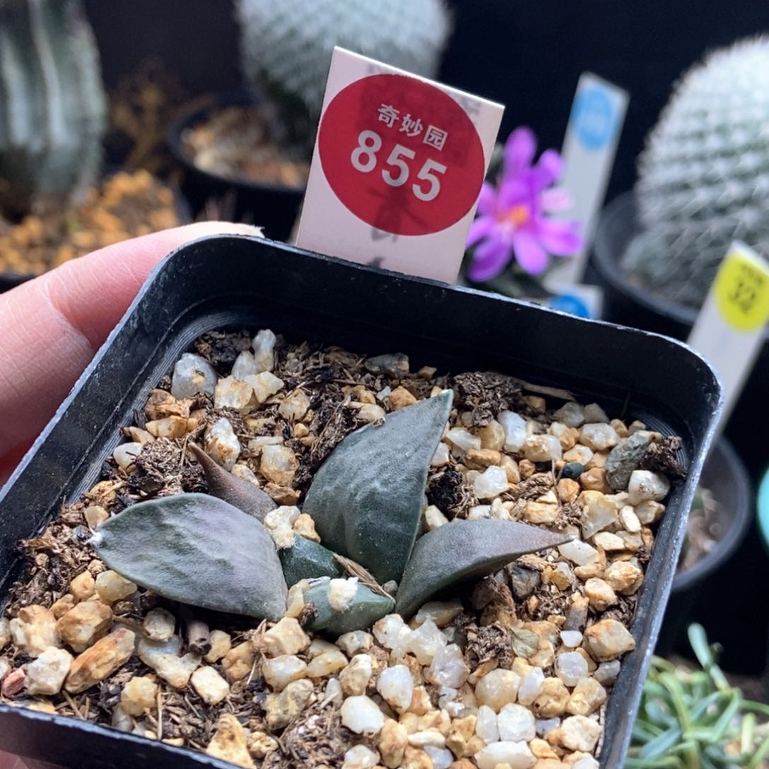 实生牡丹4.9cm一棵仙人球