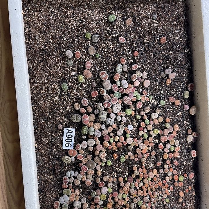 生906石花整筐脱土发货