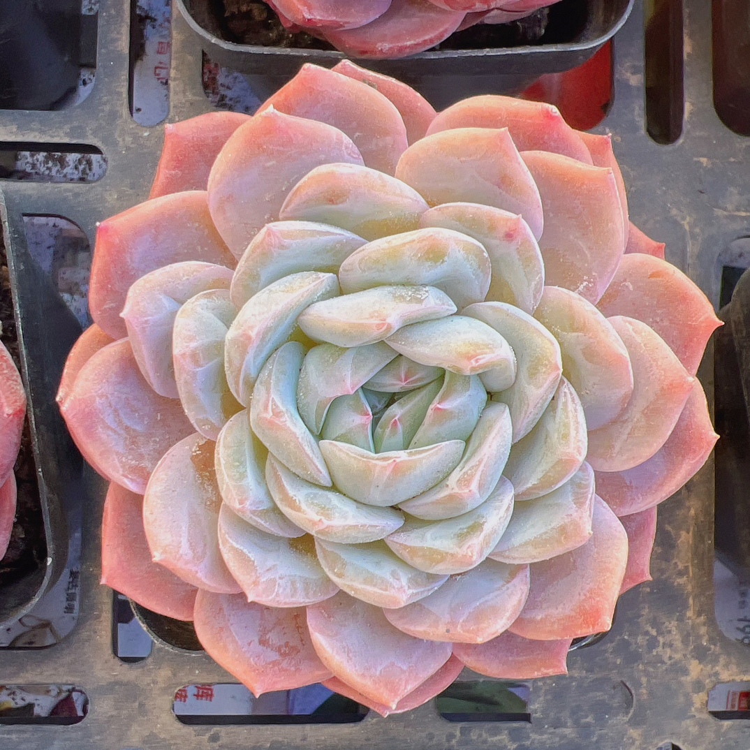 70#.单头白壁珍妮-带盆土发货