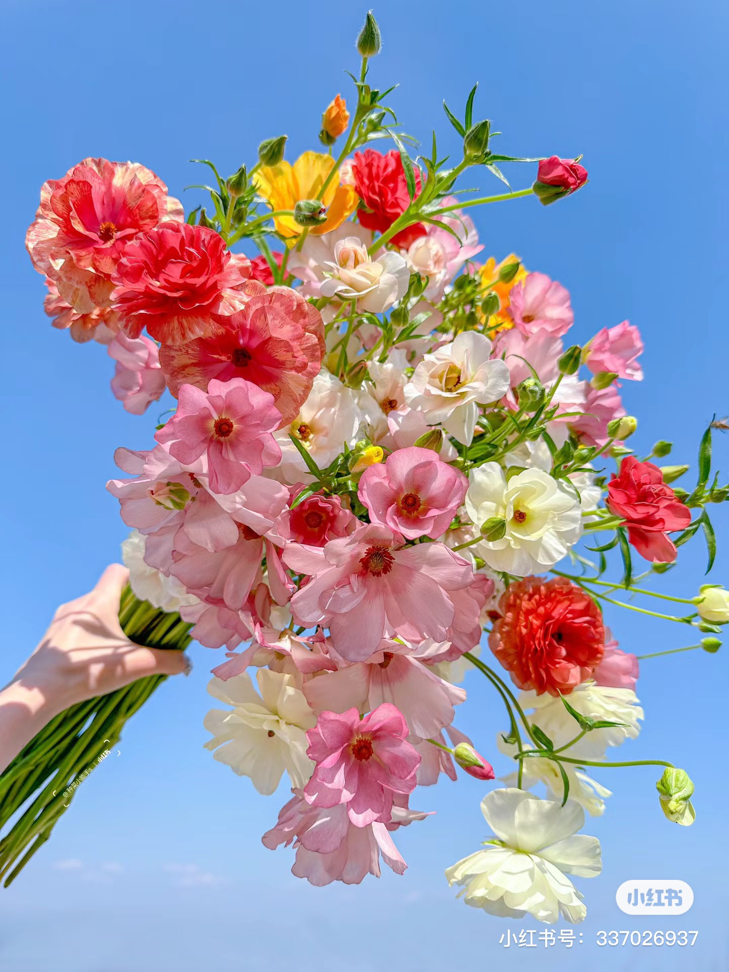 【蝴蝶洋牡丹】植艺混色 任拍三单顺丰空运包邮鲜切花家居花店插花