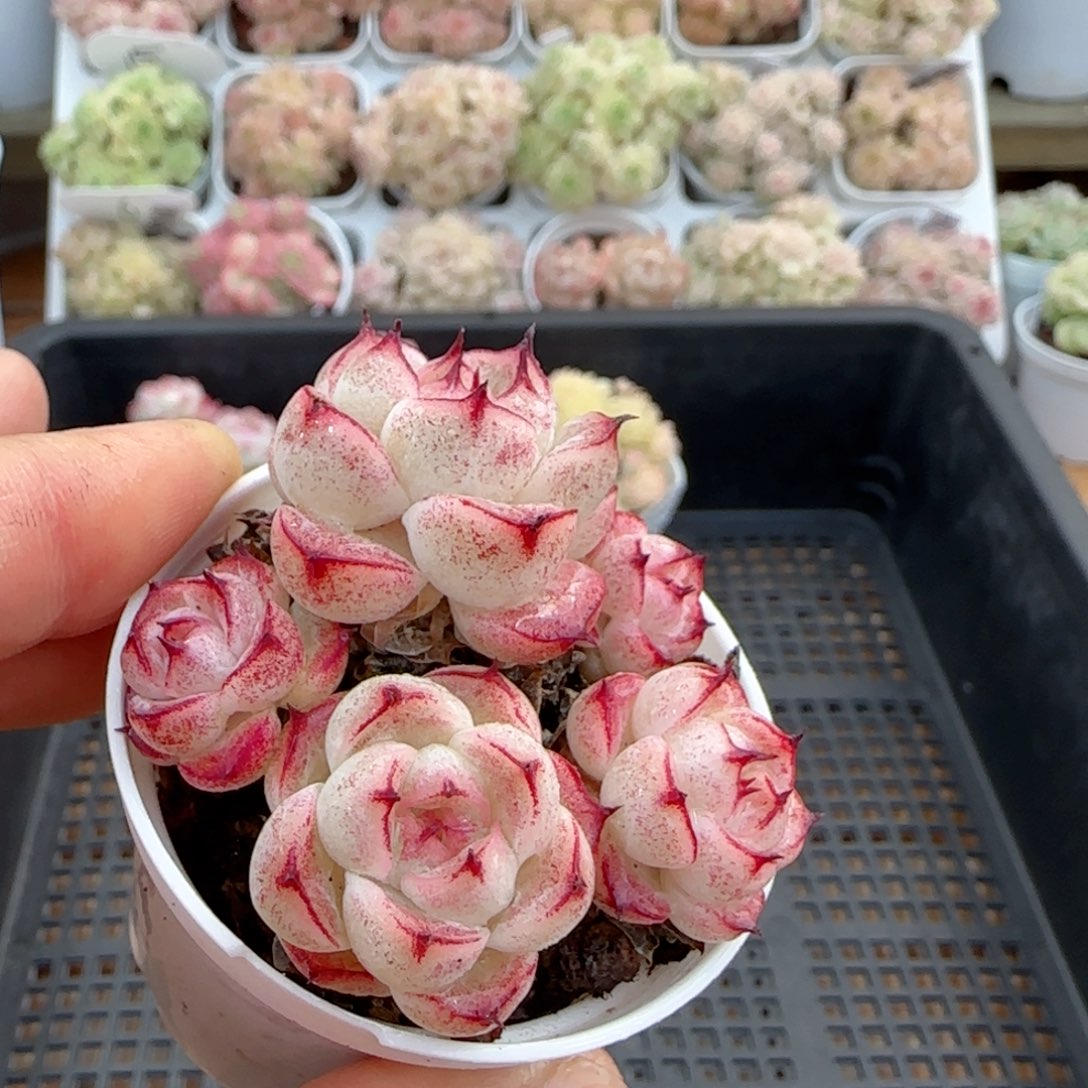 【闪购商品】0206-4边线包子