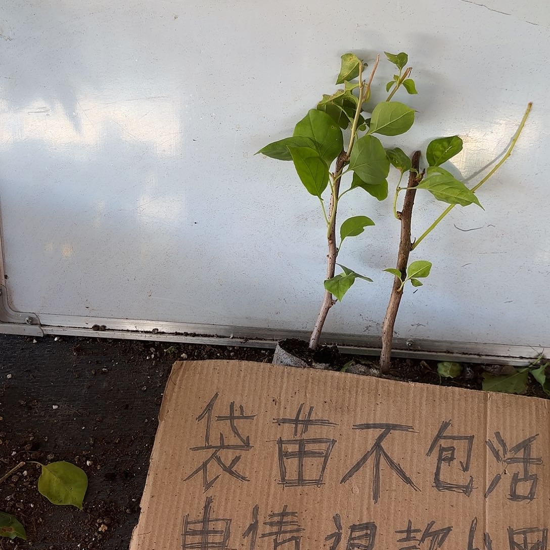 一***贝无花朵袋苗盲盒两颗