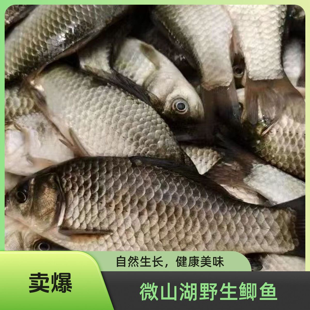 微山湖野生鲫鱼大板鲫