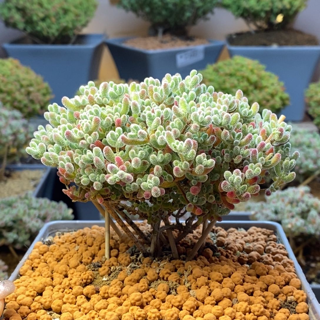 311优选冰晶枝干番杏