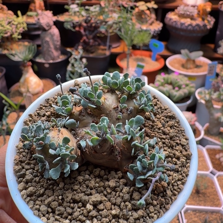 格加厚墩菊076 仙人球